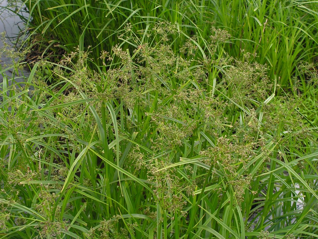 Image of Scirpus orientalis specimen.