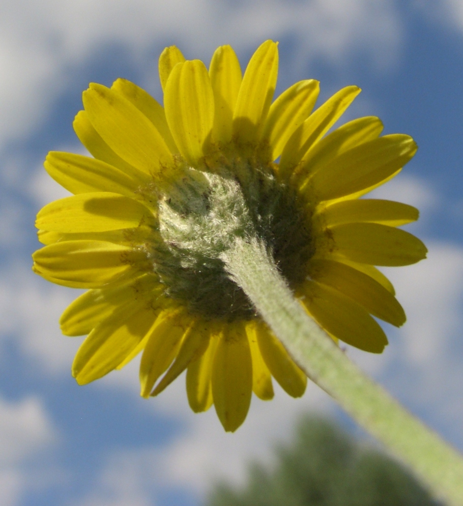 Image of Anthemis tinctoria specimen.