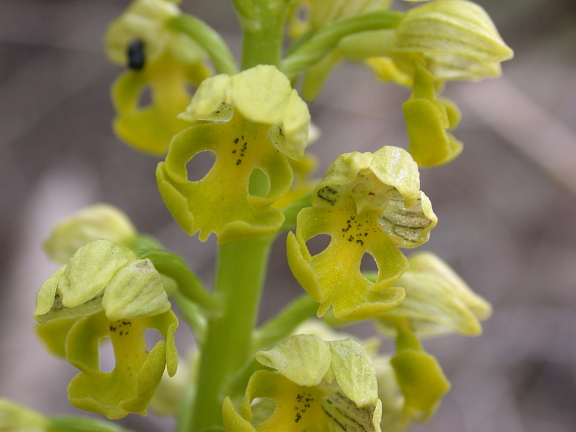 Изображение особи Orchis punctulata.