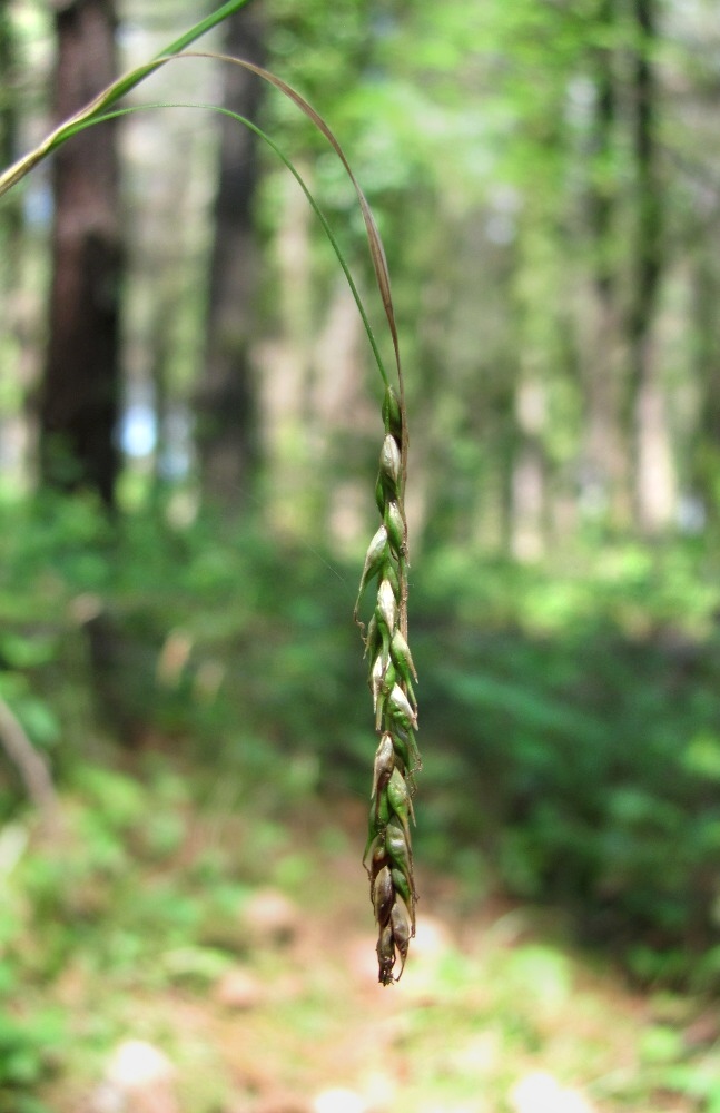 Image of Carex hypaneura specimen.