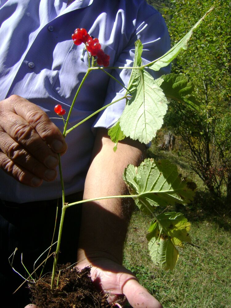 Image of Rubus saxatilis specimen.