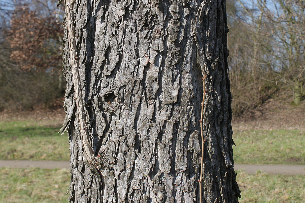 Image of Corylus colurna specimen.