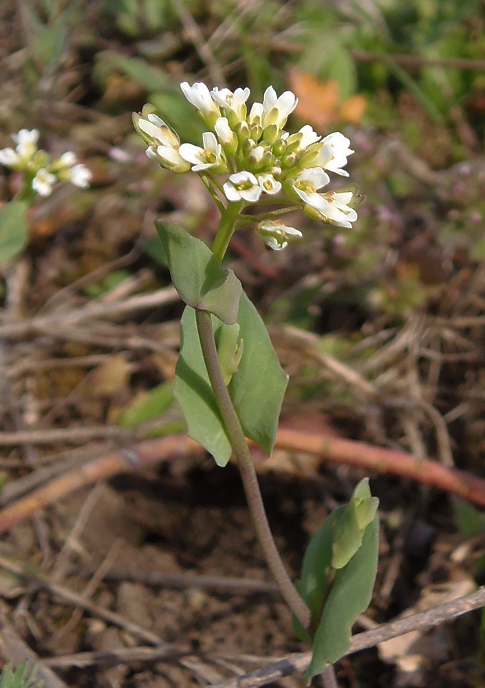 Image of Microthlaspi perfoliatum specimen.