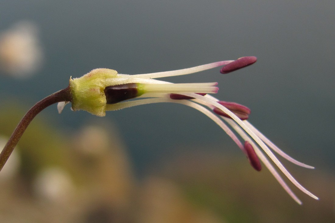 Image of Oberna crispata specimen.