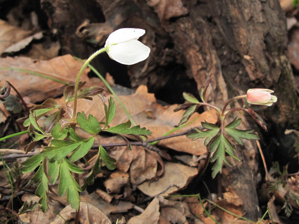 Image of Anemone amurensis specimen.