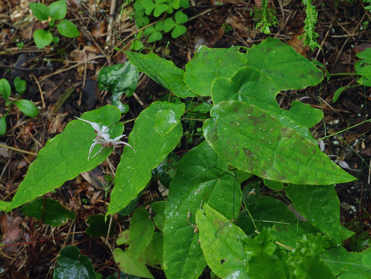 Изображение особи род Epimedium.