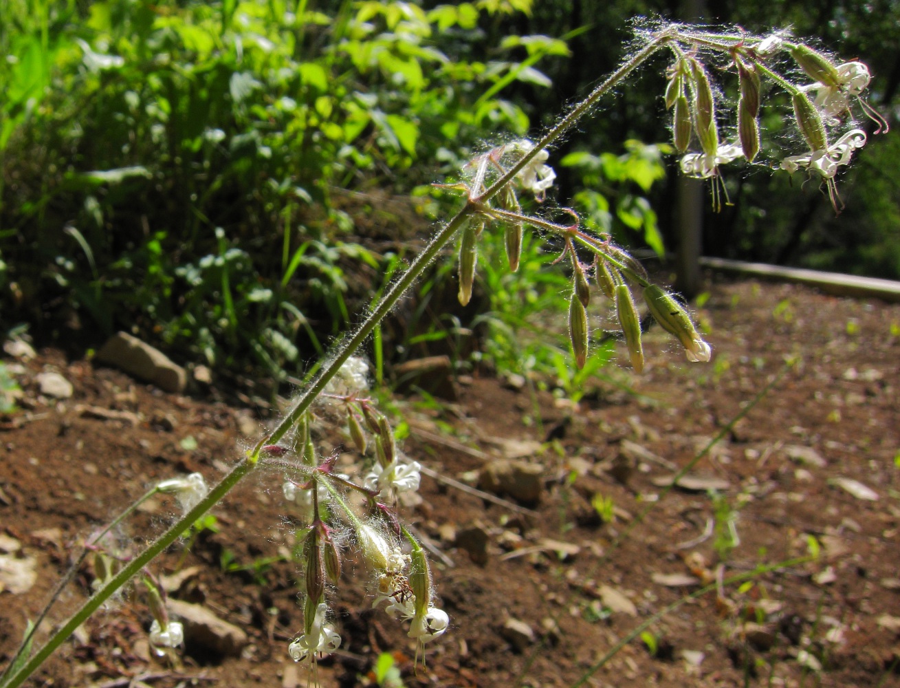 Image of Silene nutans specimen.