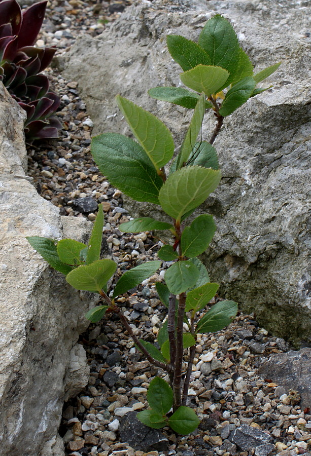 Image of Sorbus chamaemespilus specimen.