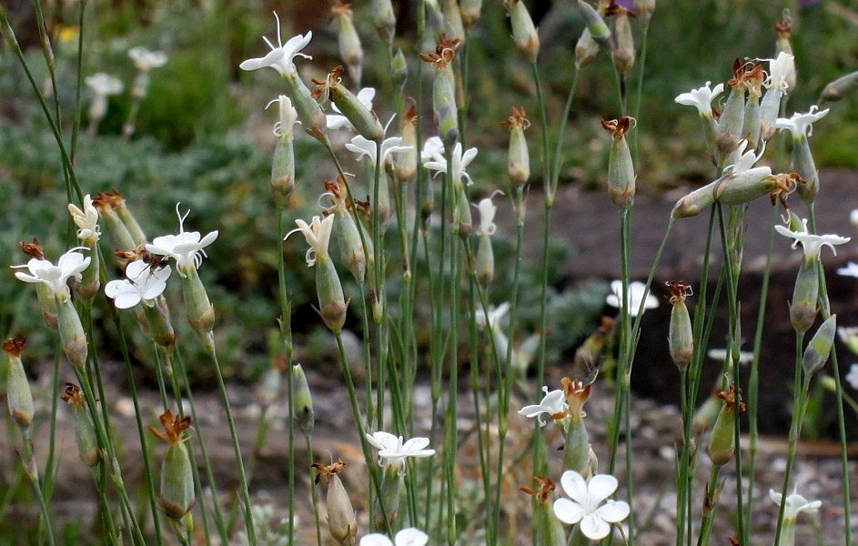 Image of Dianthus minutiflorus specimen.