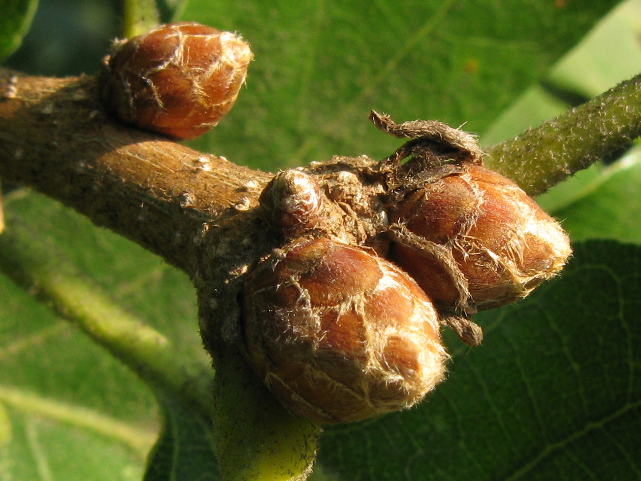 Image of Quercus pubescens specimen.