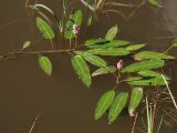 Persicaria amphibia. Цветущее растение в пруду. Санкт-Петербург, Дудергофские высоты. Конец июля.