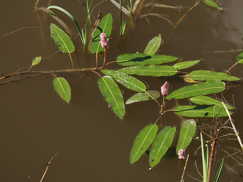 Image of Persicaria amphibia specimen.