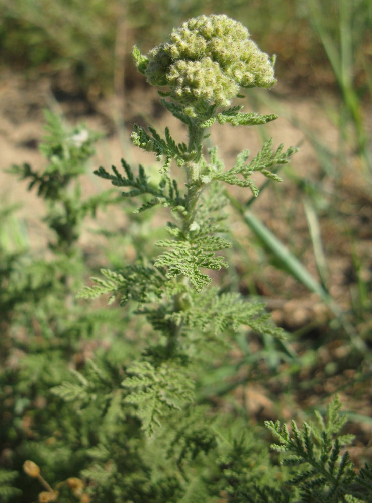 Image of Achillea nobilis specimen.