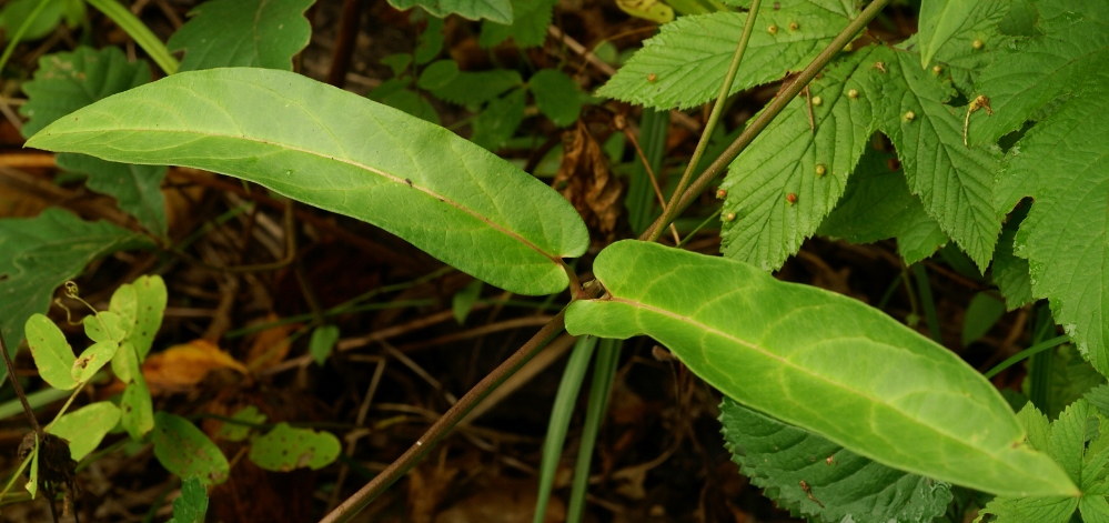 Image of Vincetoxicum volubile specimen.