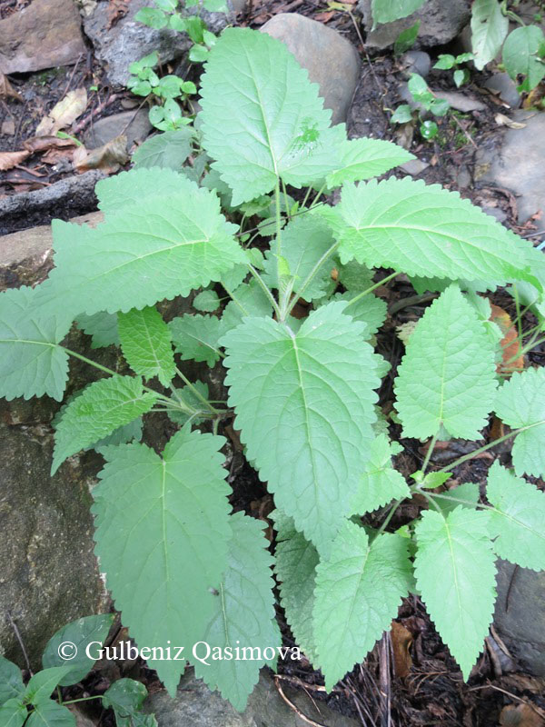 Image of Salvia glutinosa specimen.