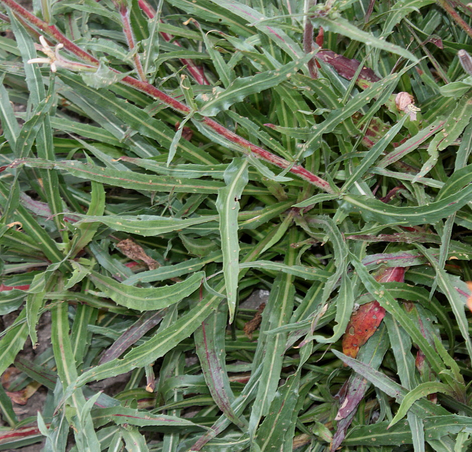 Image of Oenothera argillicola specimen.