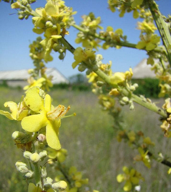 Image of Verbascum lychnitis specimen.