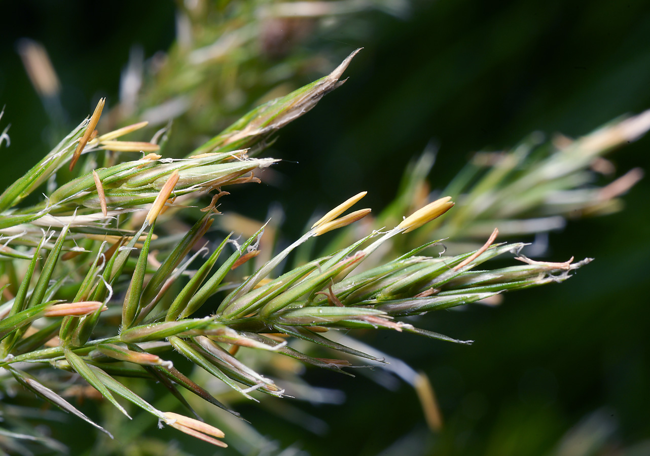 Image of Anthoxanthum odoratum specimen.