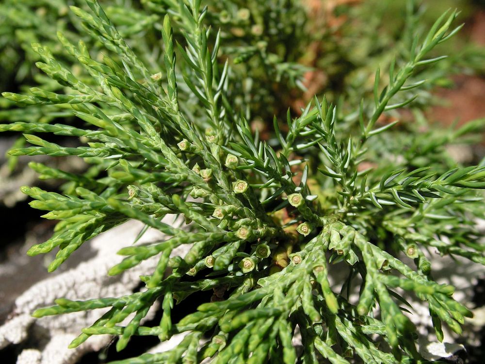 Image of Juniperus davurica specimen.