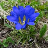 Gentiana grandiflora