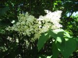 Syringa amurensis