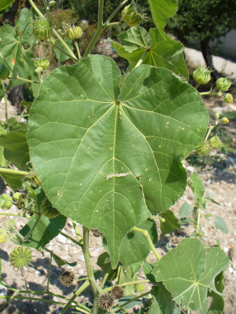 Image of Abutilon theophrasti specimen.