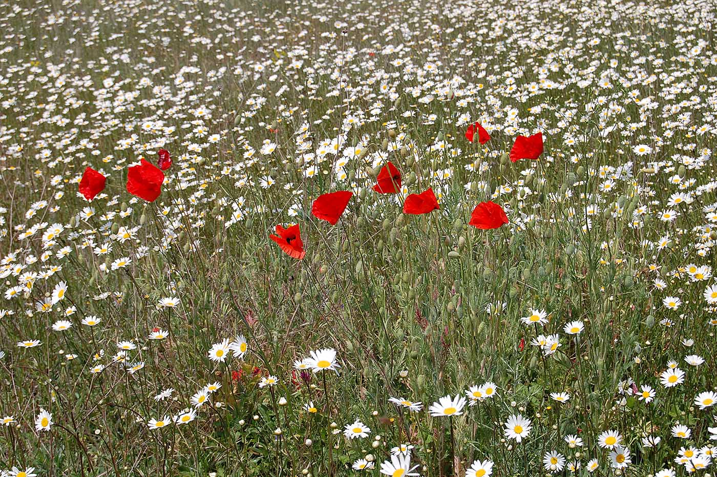 Image of Papaver rhoeas specimen.