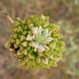 Allium savranicum