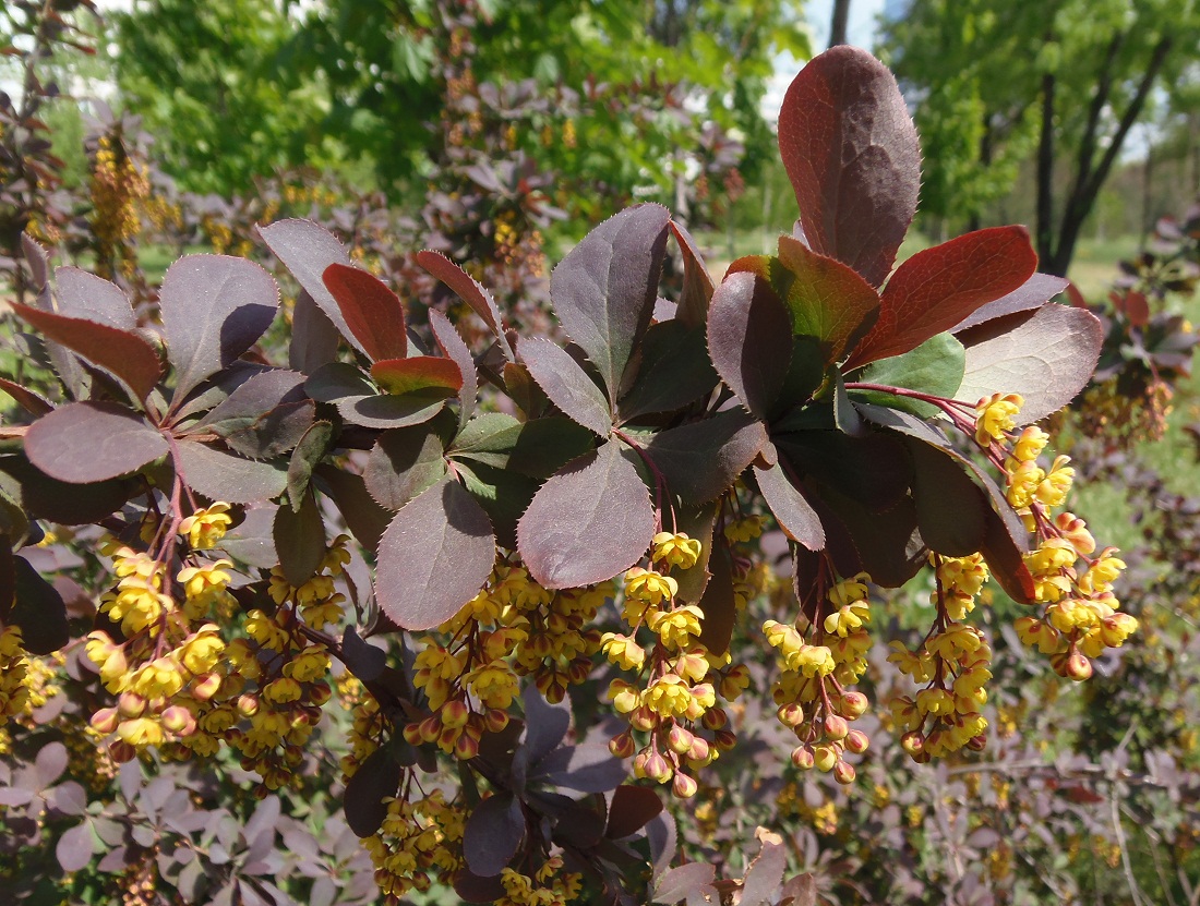 Image of Berberis vulgaris specimen.