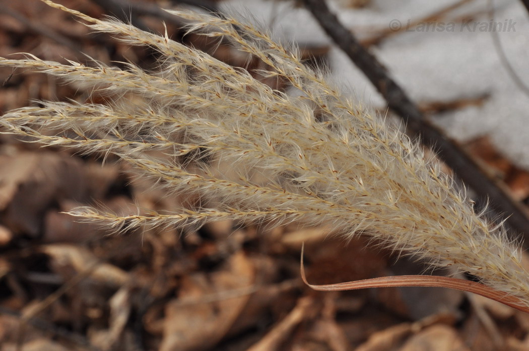 Изображение особи Miscanthus sacchariflorus.