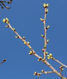 Prunus serrulata. Ветка с распускающимися почками ('Shirotae'). Германия, г. Дюссельдорф, Ботанический сад университета. 10.03.2014.