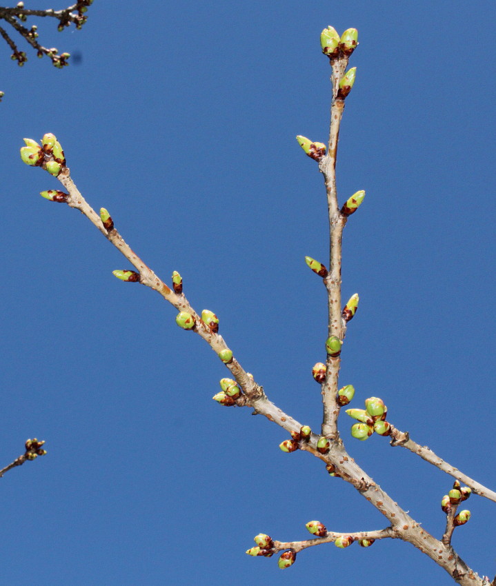 Изображение особи Prunus serrulata.