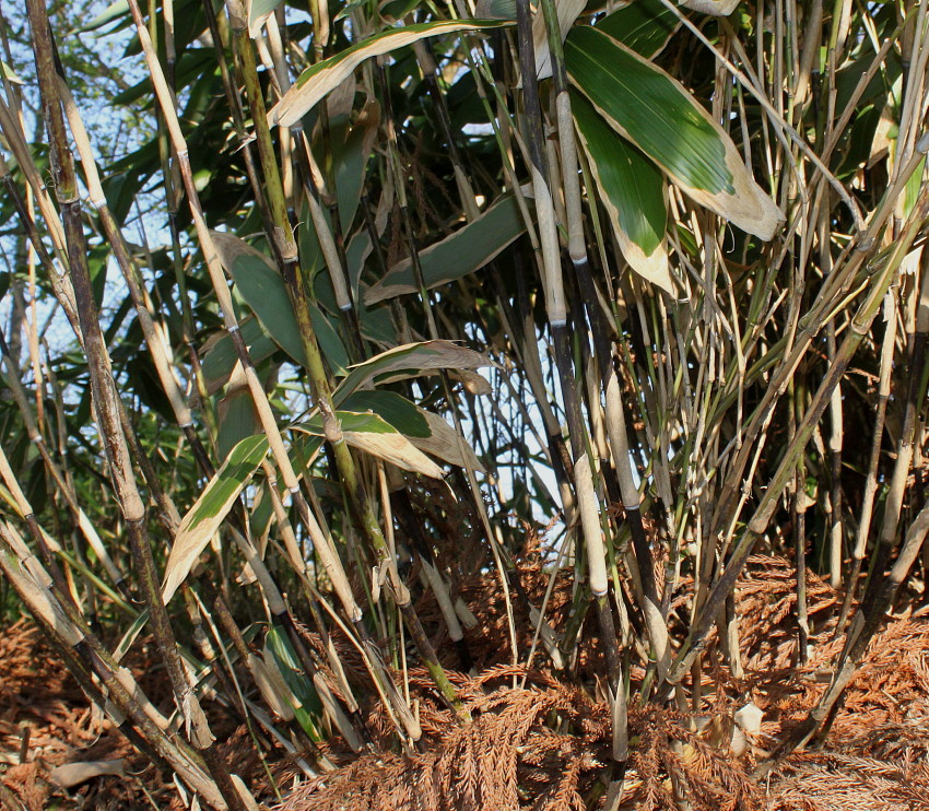 Image of Sasa palmata specimen.