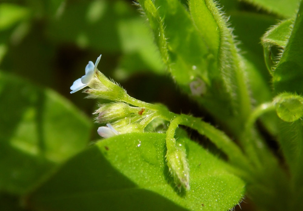 Изображение особи Myosotis sparsiflora.