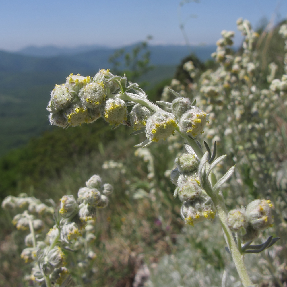 Image of Artemisia caucasica specimen.