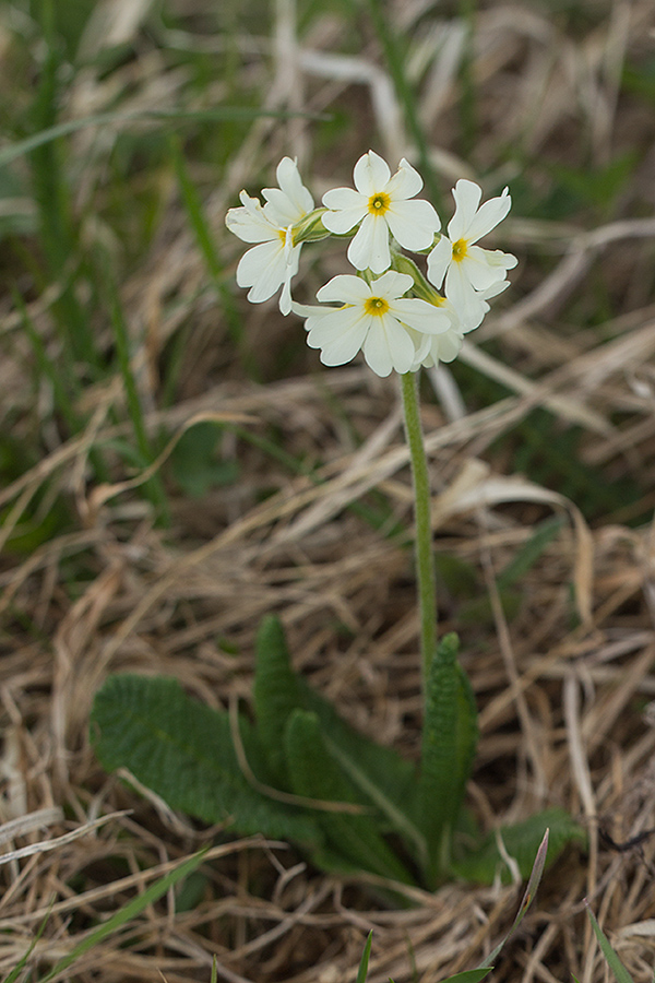 Image of Primula ruprechtii specimen.