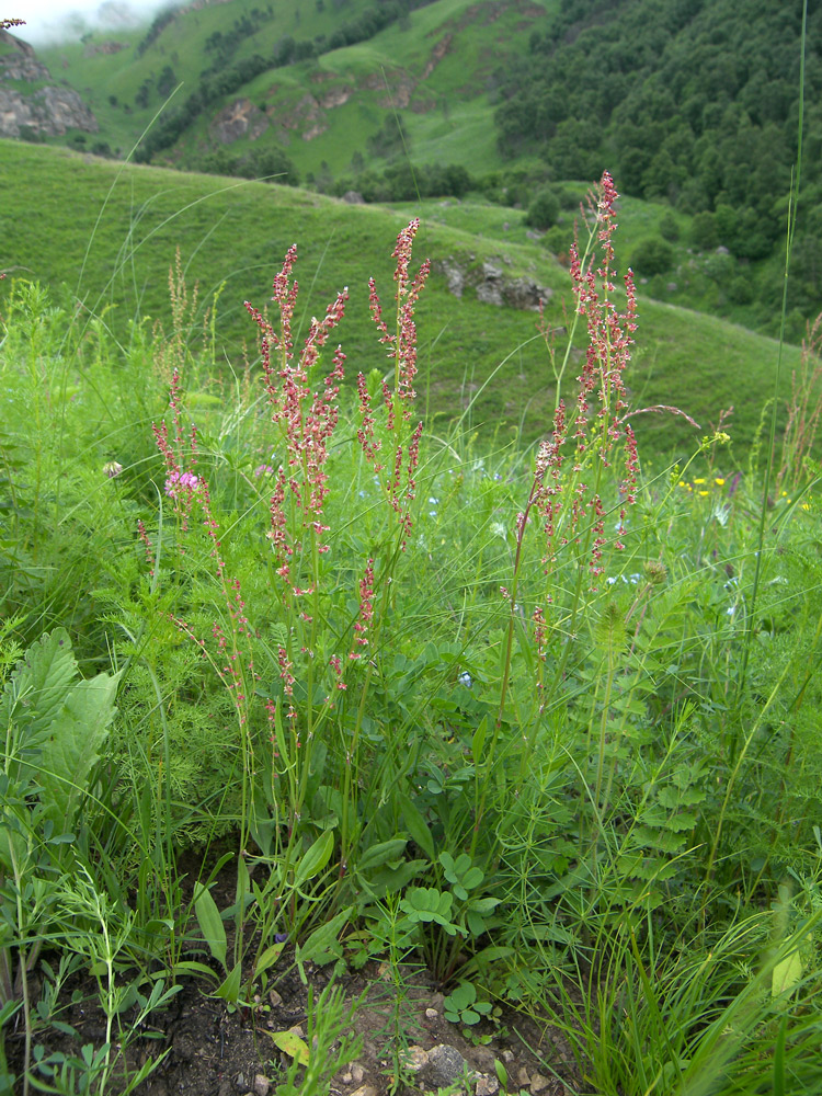 Изображение особи Rumex acetosella.