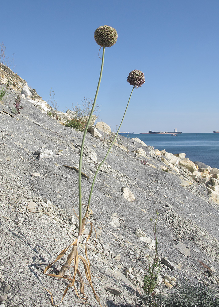 Image of Allium atroviolaceum specimen.