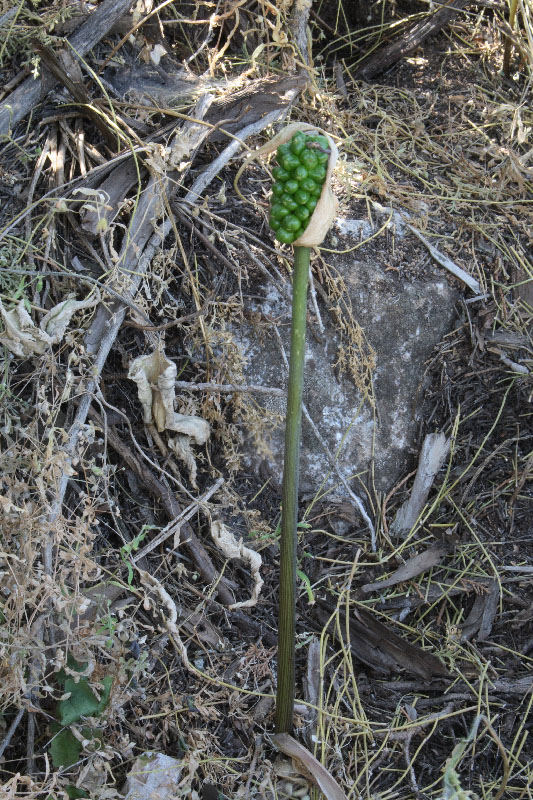 Image of Arum korolkowii specimen.