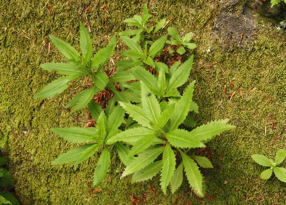 Изображение особи Hylotelephium carpaticum.