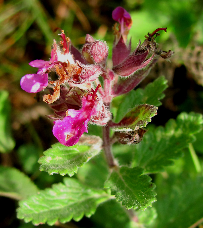 Изображение особи Teucrium chamaedrys.