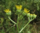 Senecio grandidentatus. Соцветия с бутонами. Крым, окр. Феодосии, гора Эчкидаг, поляна в дубовом лесу. 26 июля 2014 г.