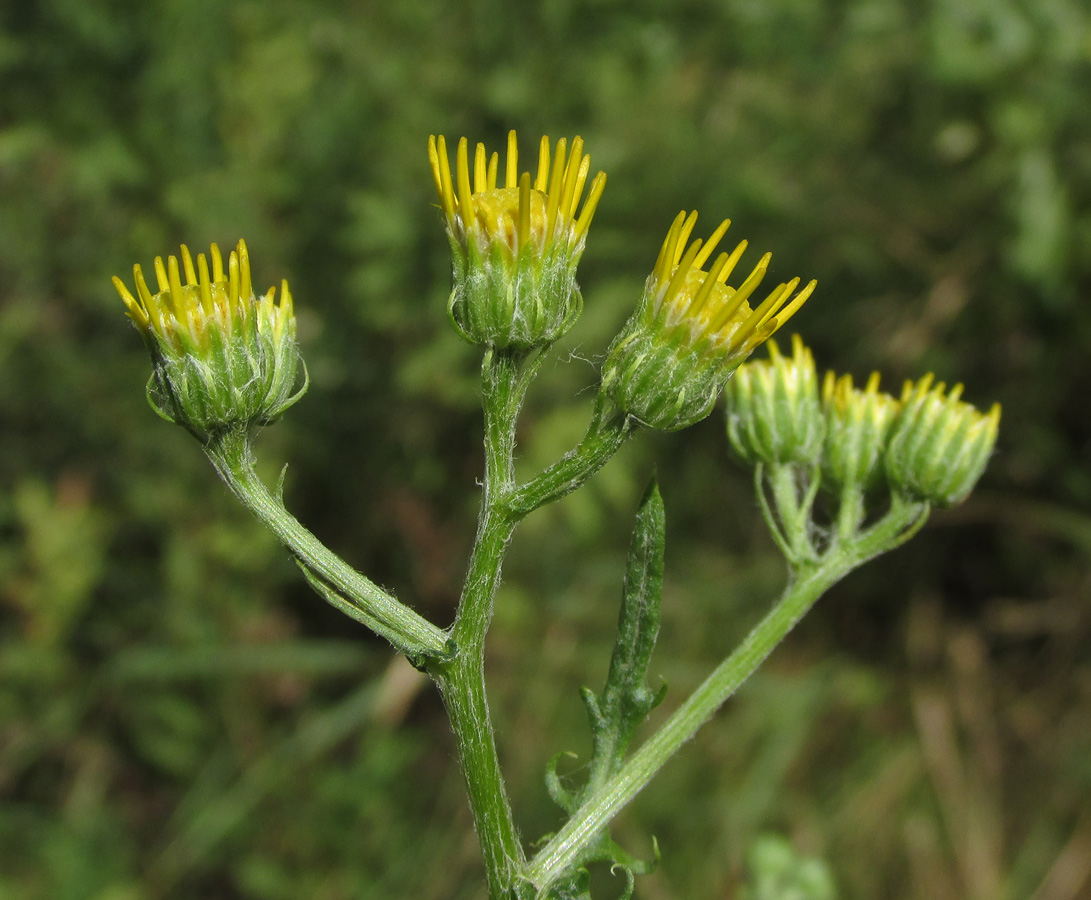 Изображение особи Senecio grandidentatus.