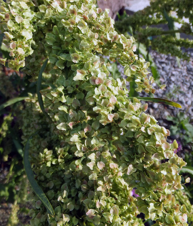 Image of Rumex longifolius specimen.