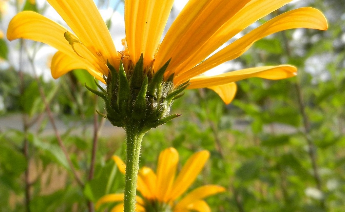 Изображение особи Helianthus tuberosus.