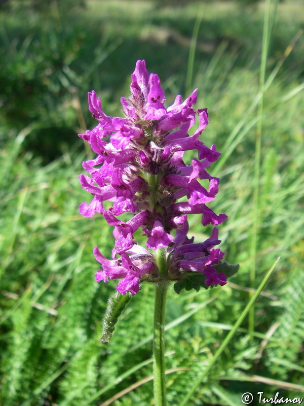 Image of Betonica officinalis specimen.