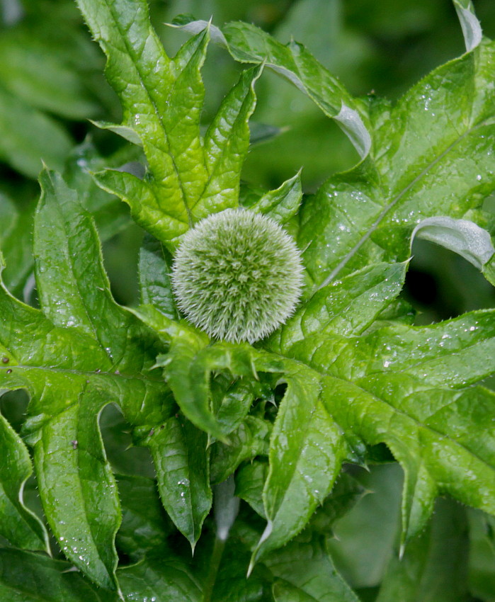 Image of Echinops exaltatus specimen.