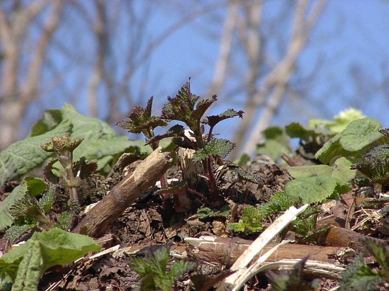 Image of Urtica platyphylla specimen.