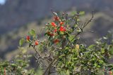 Lonicera tianschanica. Ветви со зрелыми плодами. Узбекистан, г. Ташкентская обл., зап. отроги Чаткальского хр., ур. Чимган, ущ. Катта-Коксай. 12.07.2009.