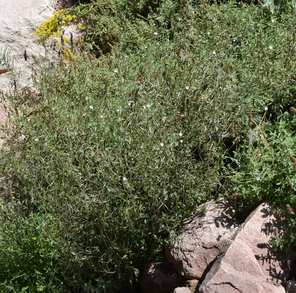 Image of Epilobium cylindricum specimen.